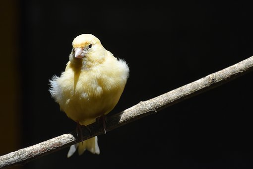 Canary Animal Spirit Guide