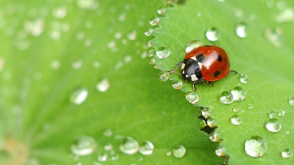 Ladybug Animal Spirit Guide