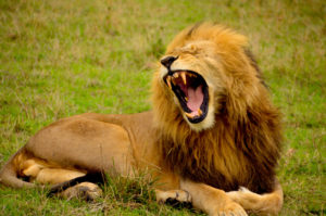 Lion Laughing